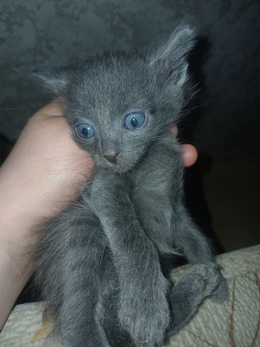 От дам котят в хорошие руки