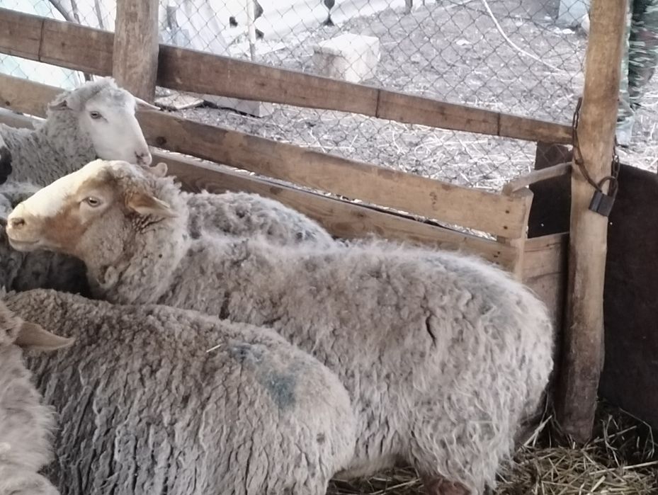 Кой сатылады жаксы