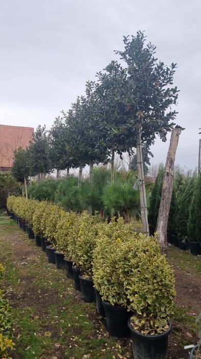 Vand diferite specii de plante ornamentale preț accesibil oferim transport în toată țara pon pon spirale brazi tei mesteacăn  platan catalpa plamieri