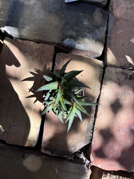 Продается Алоэ ( кактус в подарок )