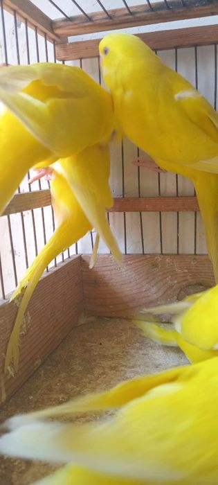 Albinos to'tiqush