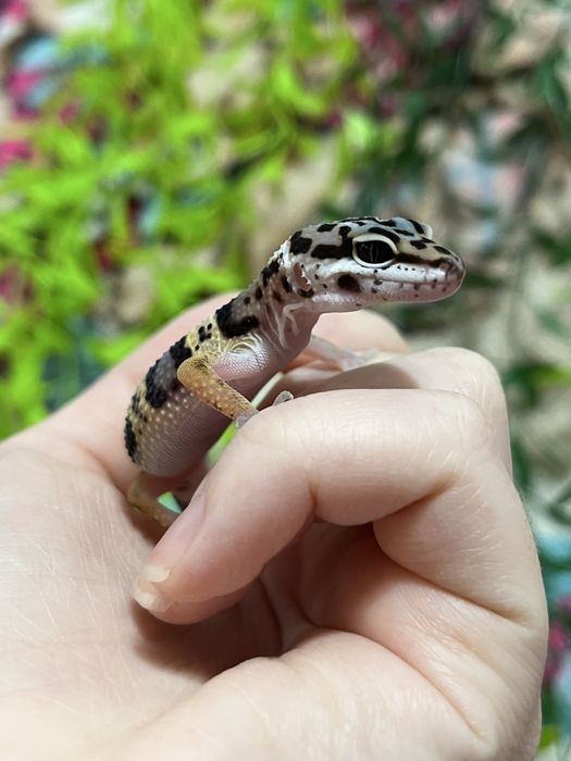 Эублефары гекконы (ящерица,геккон)