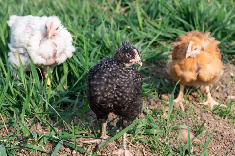 Pui de carne si rasa mixta