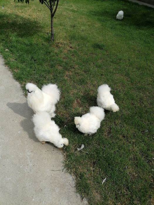 Mătase Japoneză  Albe și Colorate