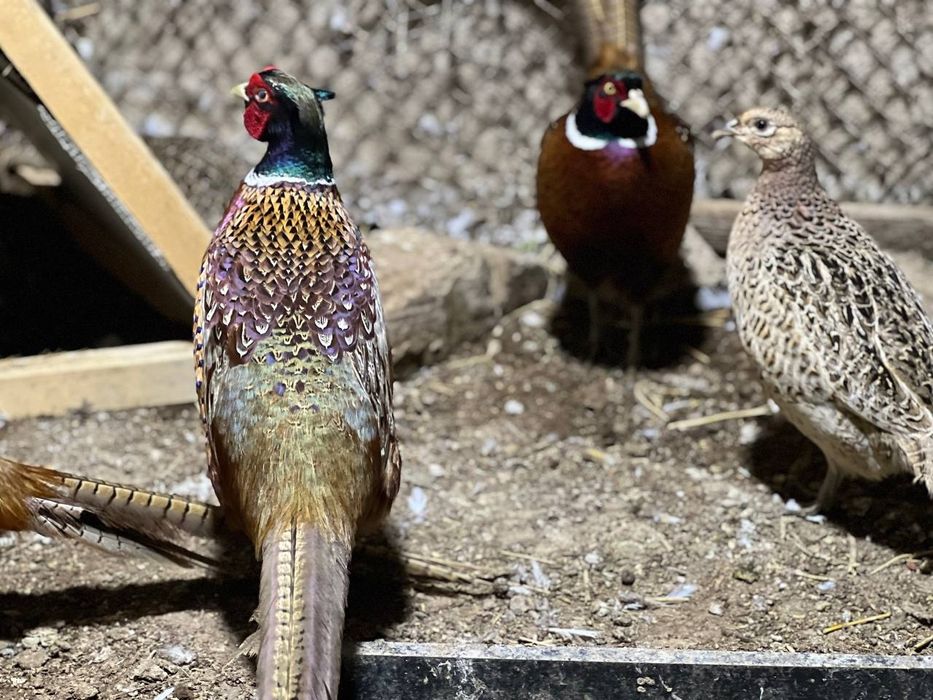 Kavkaz qirg'ovul tuxumi sotiladi narxi 12 mindan