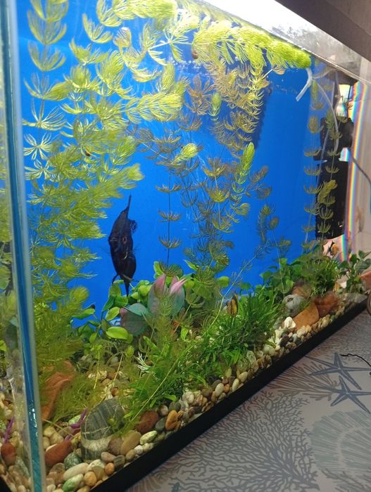 Продам аквариум 60 литров