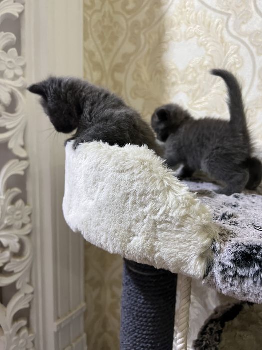 Скотиш фолд