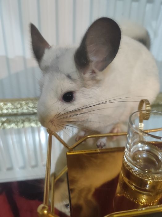 Chinchilla alba si brown velvet(sinsila)