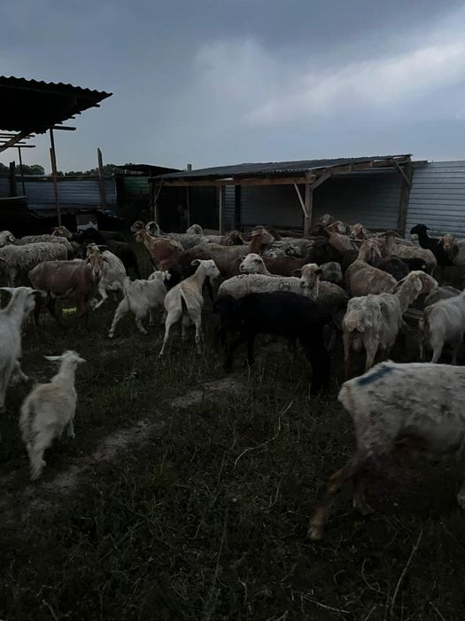 Бараны и козы ммми