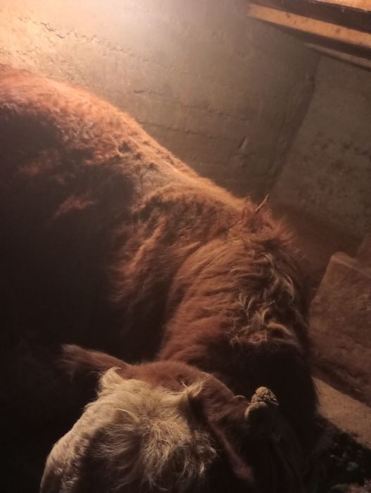 Продаю быка на откорме