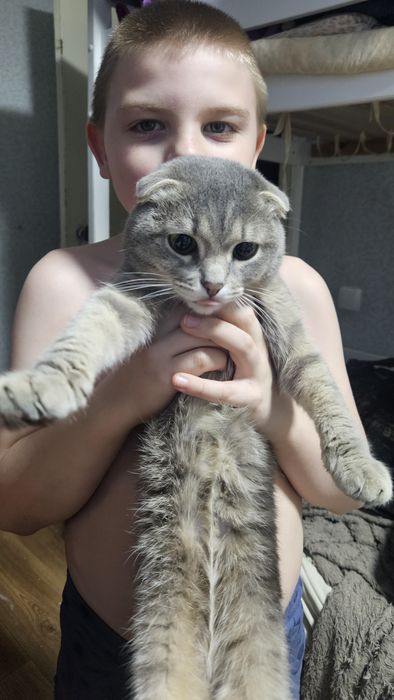 Отдадим кота вислоухого