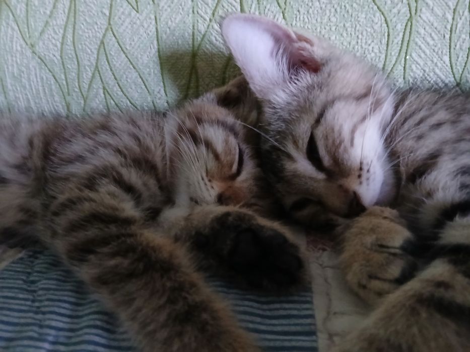 Отдам котёнка-мальчика