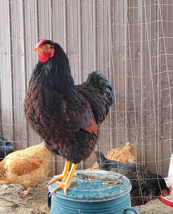 Cocoș Wyandotte negru-rosu