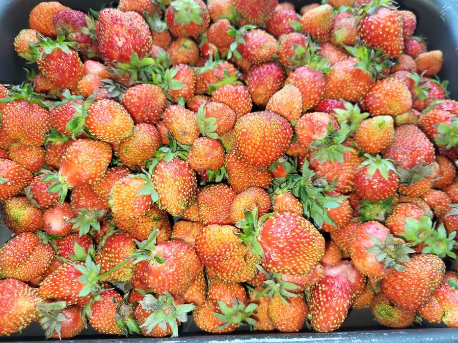 Продам рассаду клубники
