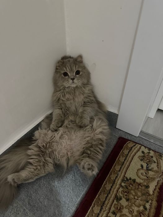 Шотландский Хайленд Фолд