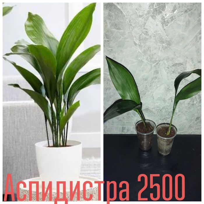 Цветы.  домашние