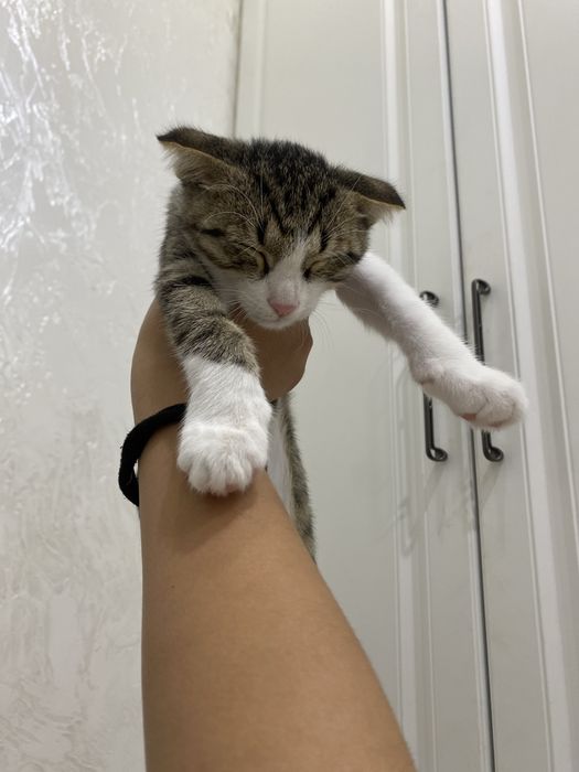 Шотландская вислоухая кошка