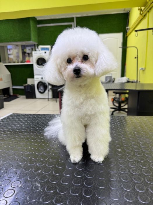 Щенки той пудели черные