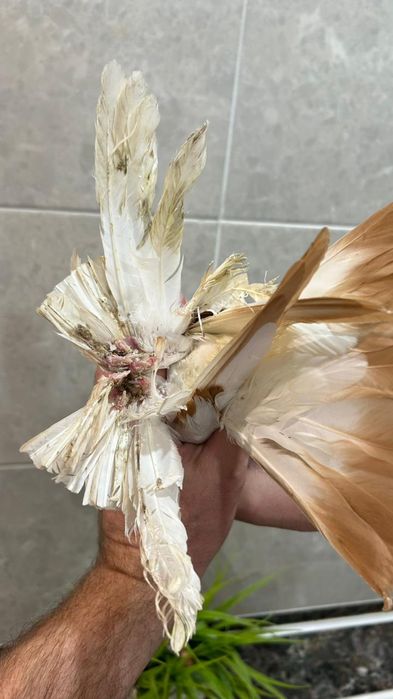 Продам совсем молодую гульбадамку