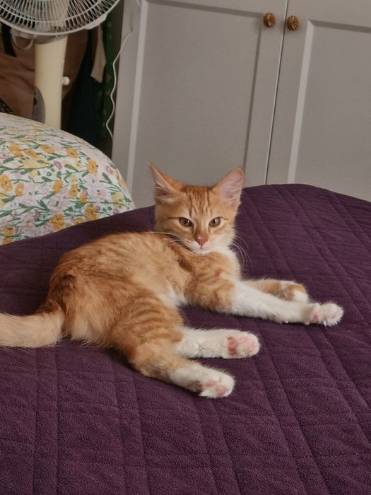 Котенок мальчик 3.5 мес/Мысық
