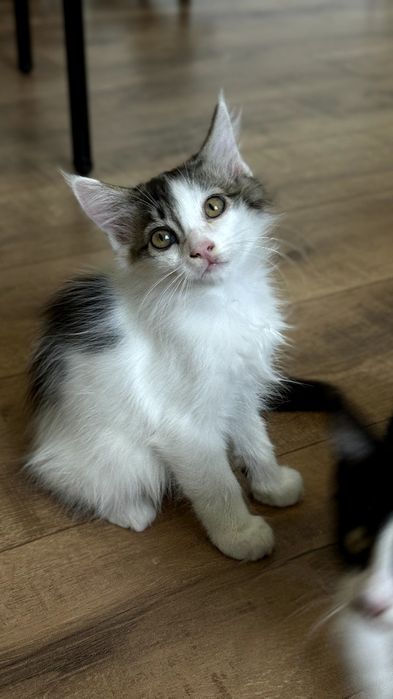 Котята ищут себе добрых хозяев