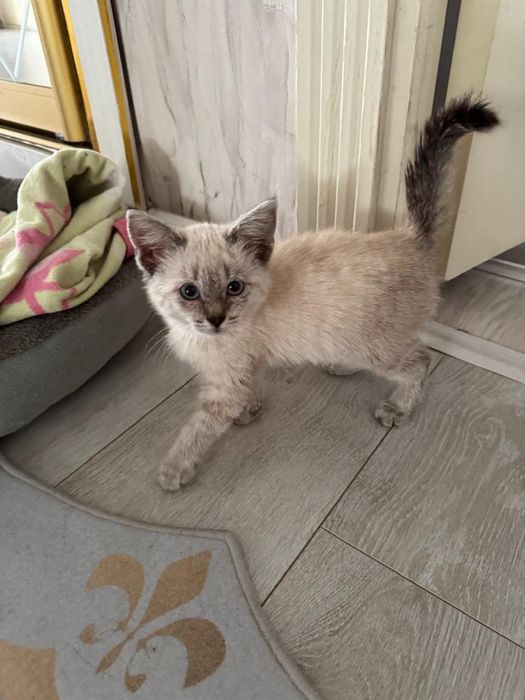 Маленький котёнок девочка