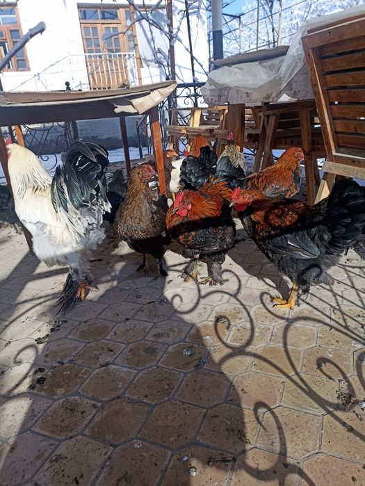 Питух хороз.   .