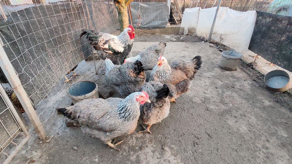 Ouă pt incubat Plymouth silver