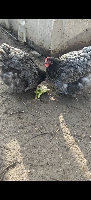 Vand gaini orpington albasteu