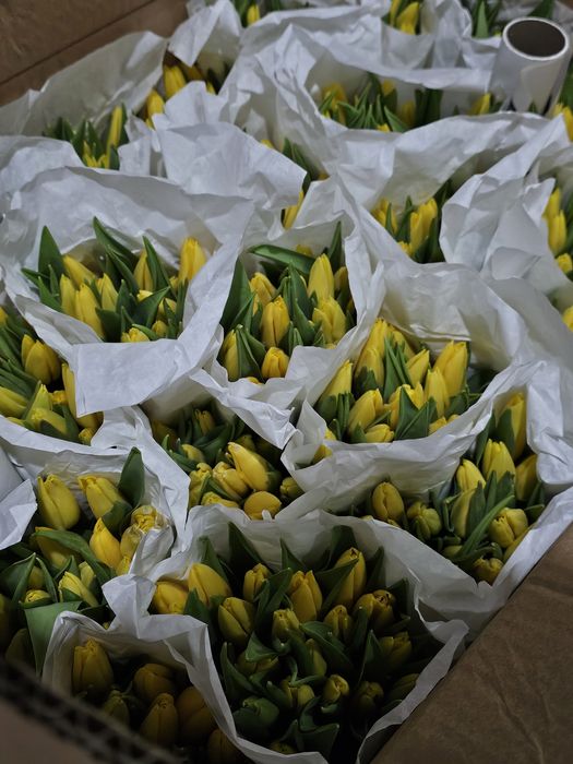 Тюльпаны опт      .