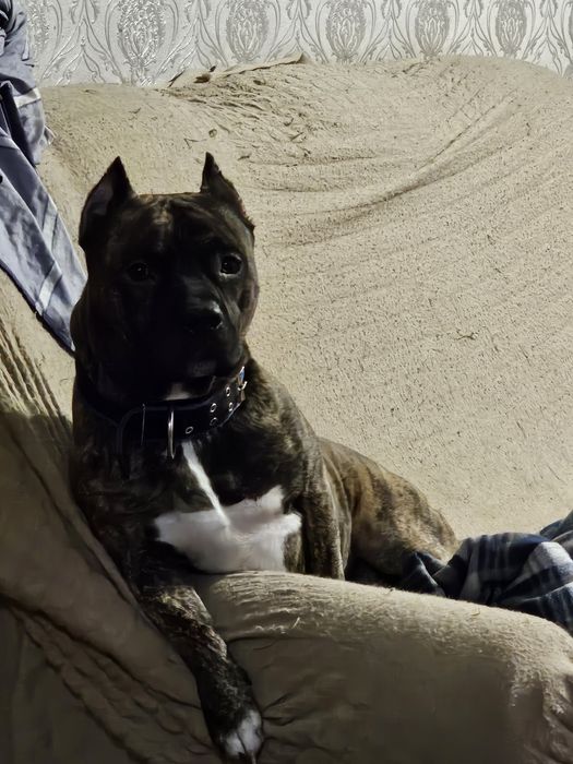 Стаффордширский терьер | стаф