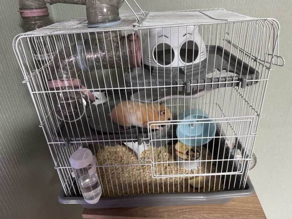 Отдам хомяка (девочка)