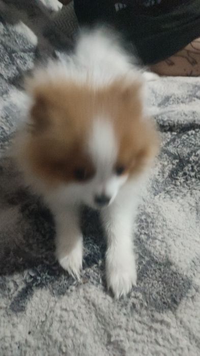 Продам щенков породы шпиц