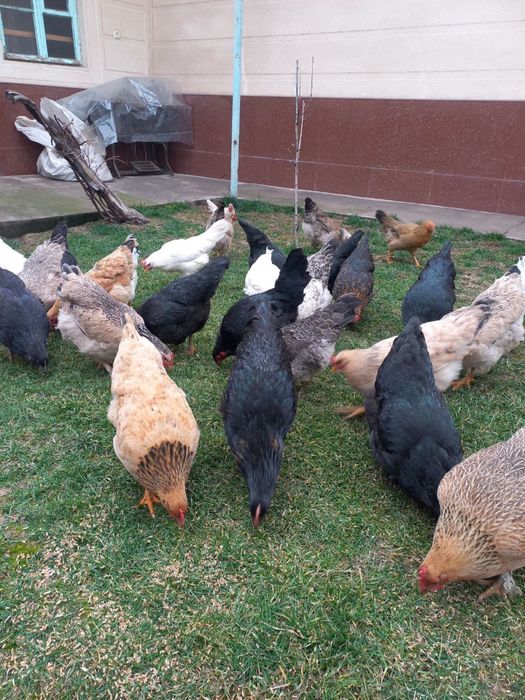 Rus sochli porno video