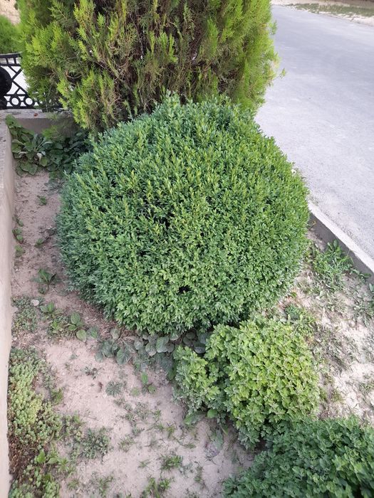 2та китобли арча 5та 12йилли  шамшод тезли б.н сотилади