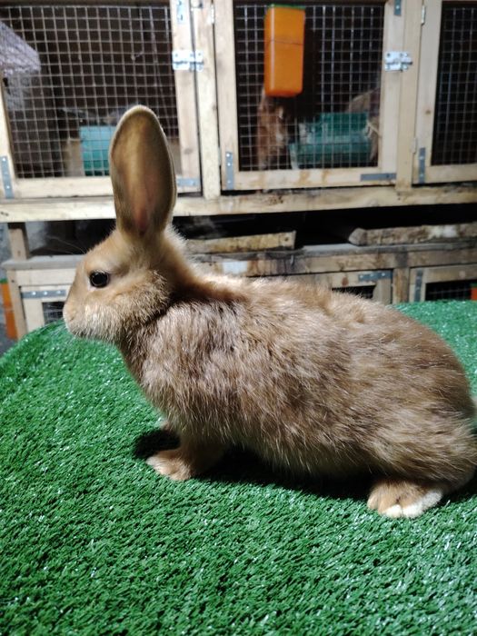 Quyonchalar sotiladi