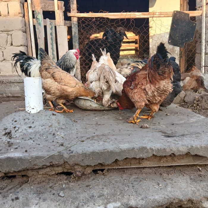 Тауықтар сатылады