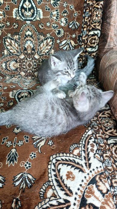 Отдам котят в добрые руки