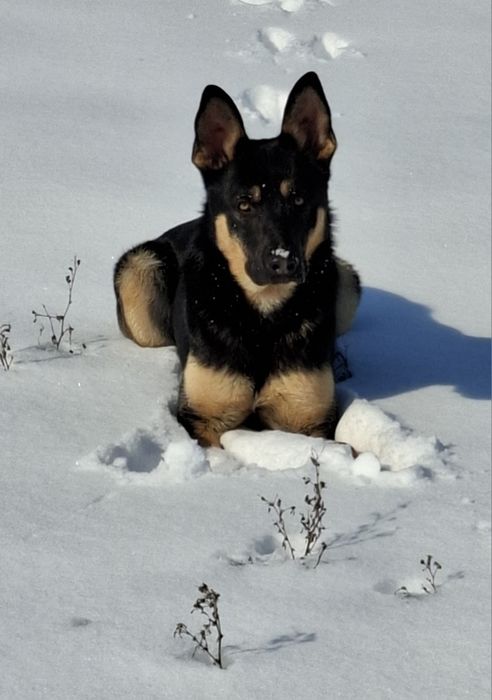 Dresaj caini la domiciliu