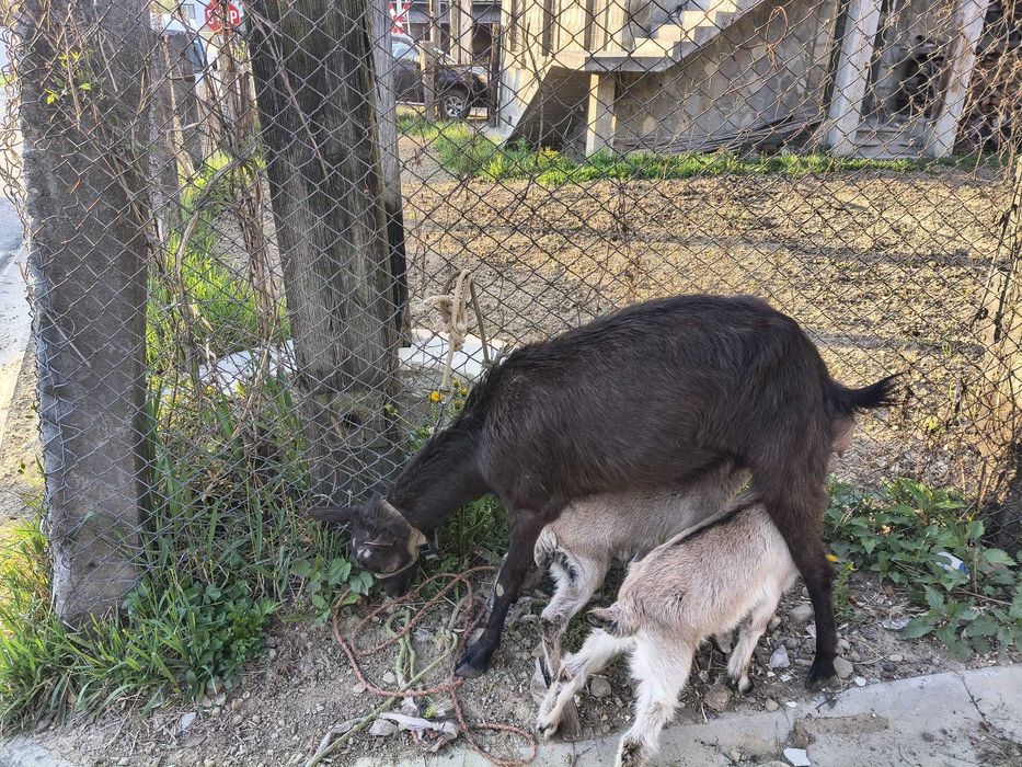 Animale capre de lapte