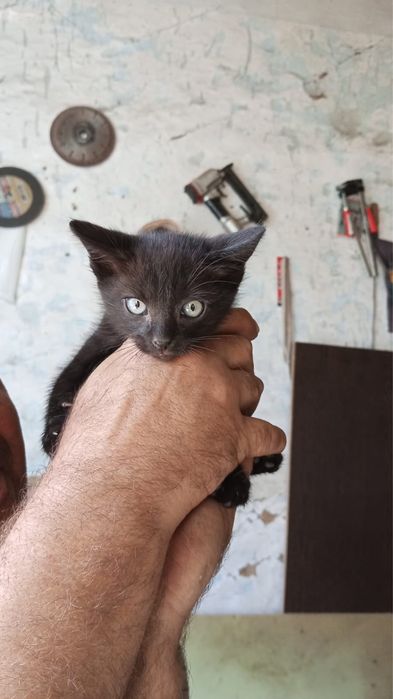 Отдам котят даром