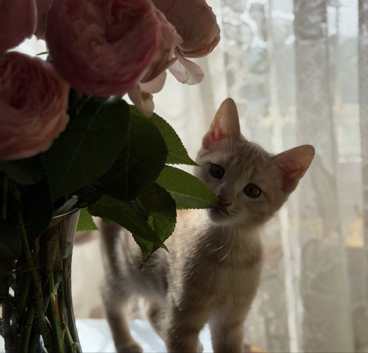 Красивый котенок в добрые руки