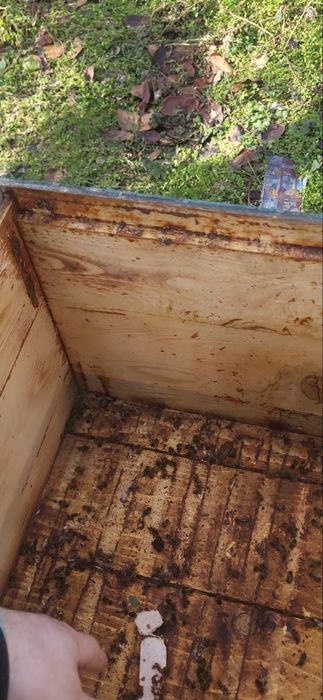 Vand cuti stupi 10 rame cu cat