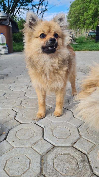 Spitz Pomeranian