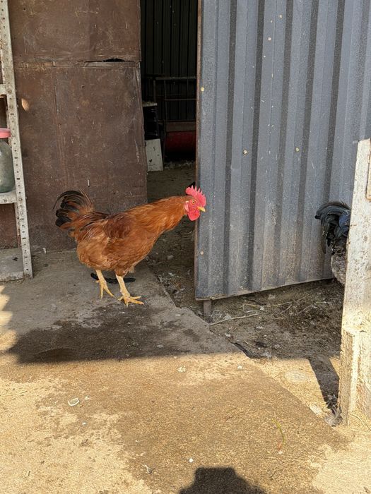 Продам петушков молодые