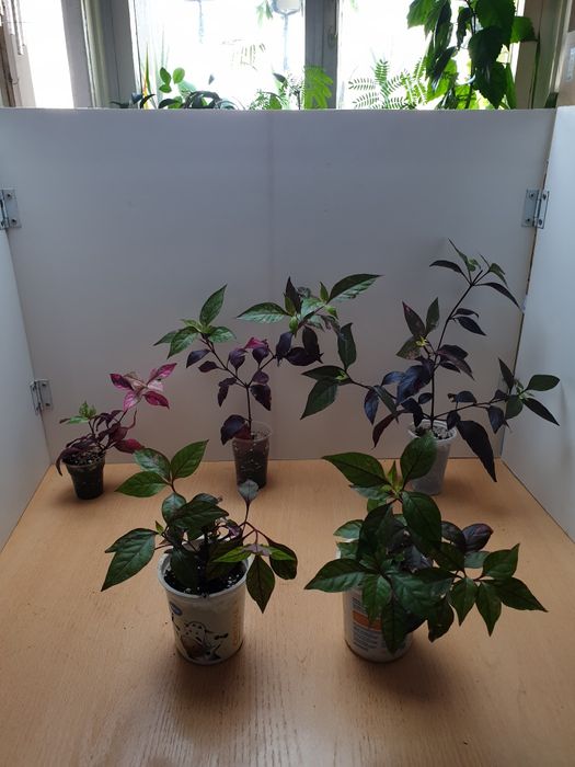 Экзотическое растение Альтернантера