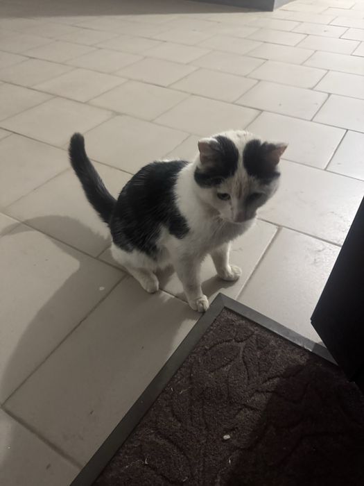 Котик в добрые руки