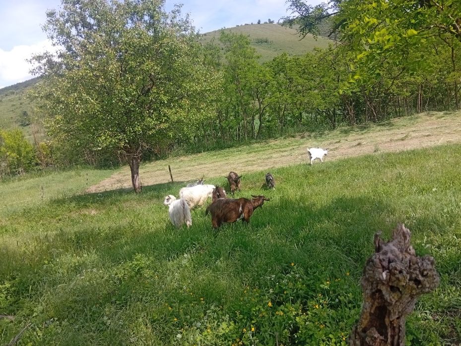 Vând capre și iezi