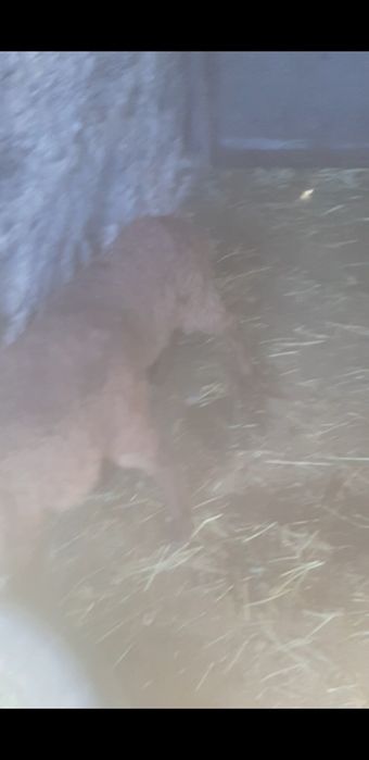 Козды койлар сатылады