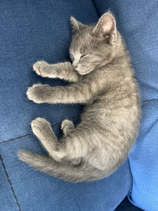 Котенок(девочка)